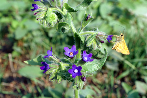 Anchusa azurea (=italica) / Buglossa azzurra